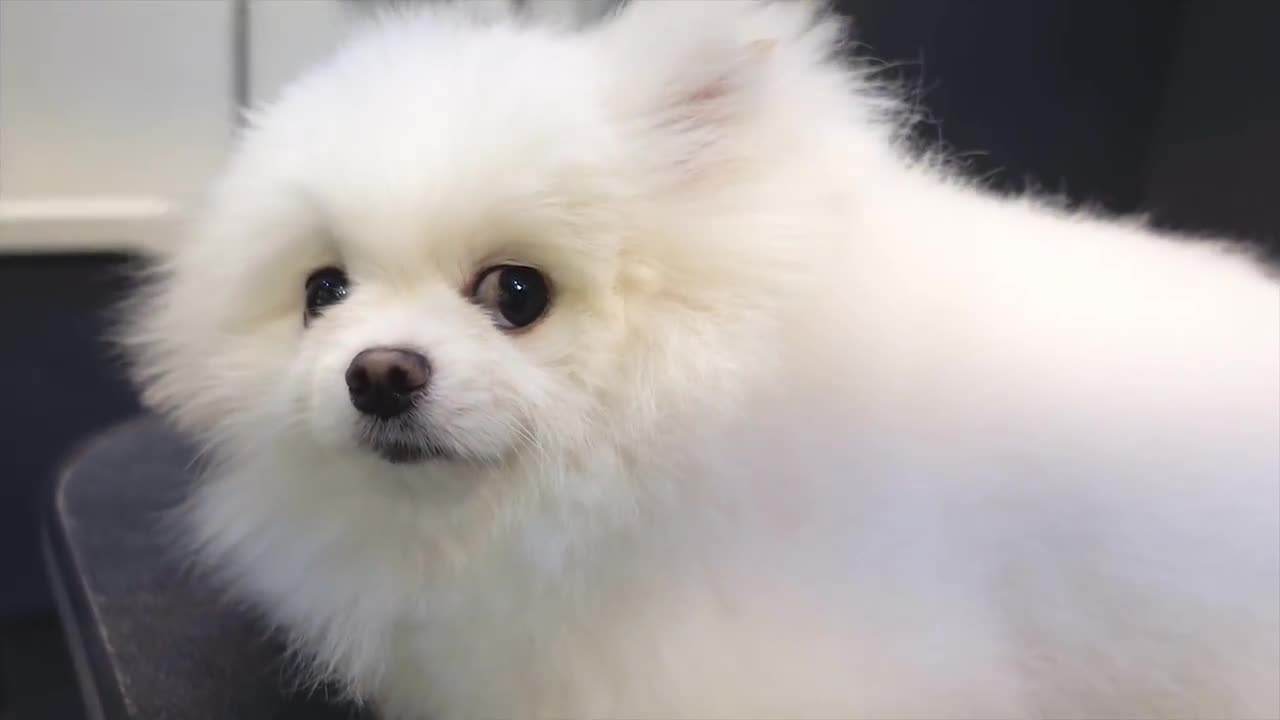 Grooming Puppy with Teddy bear style