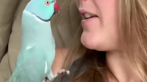 Parrot video