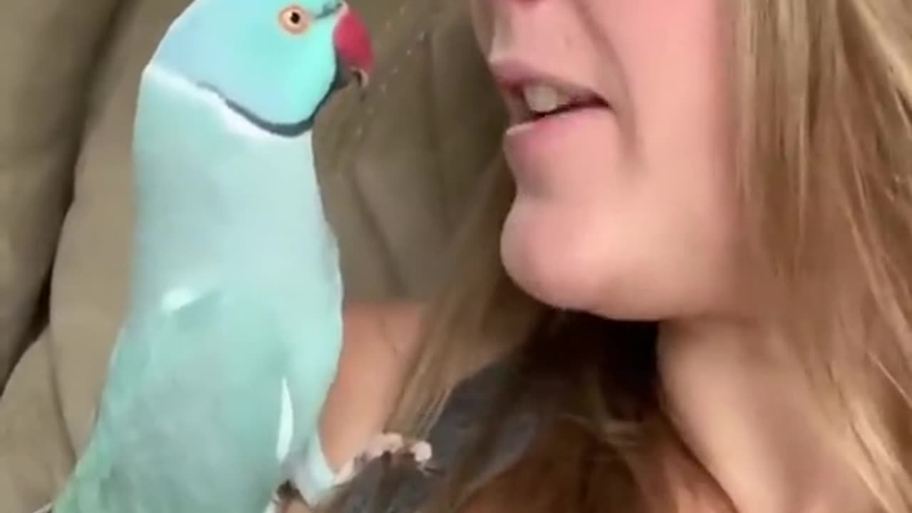 Parrot video