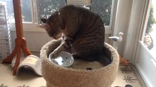 The cat trying to drink water by it's hand XD