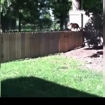 Funny Dogs and cats 2023, Real Fun