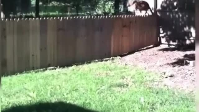 Funny Dogs and cats 2023, Real Fun