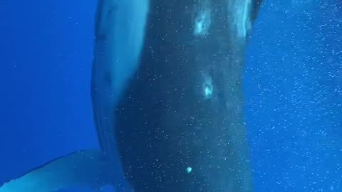 Baby whale splashing around at the surface