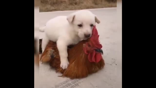 Funny animal video