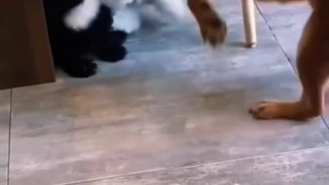 Funny animals video , try not to laugh 🤣🤣 wkwkwk