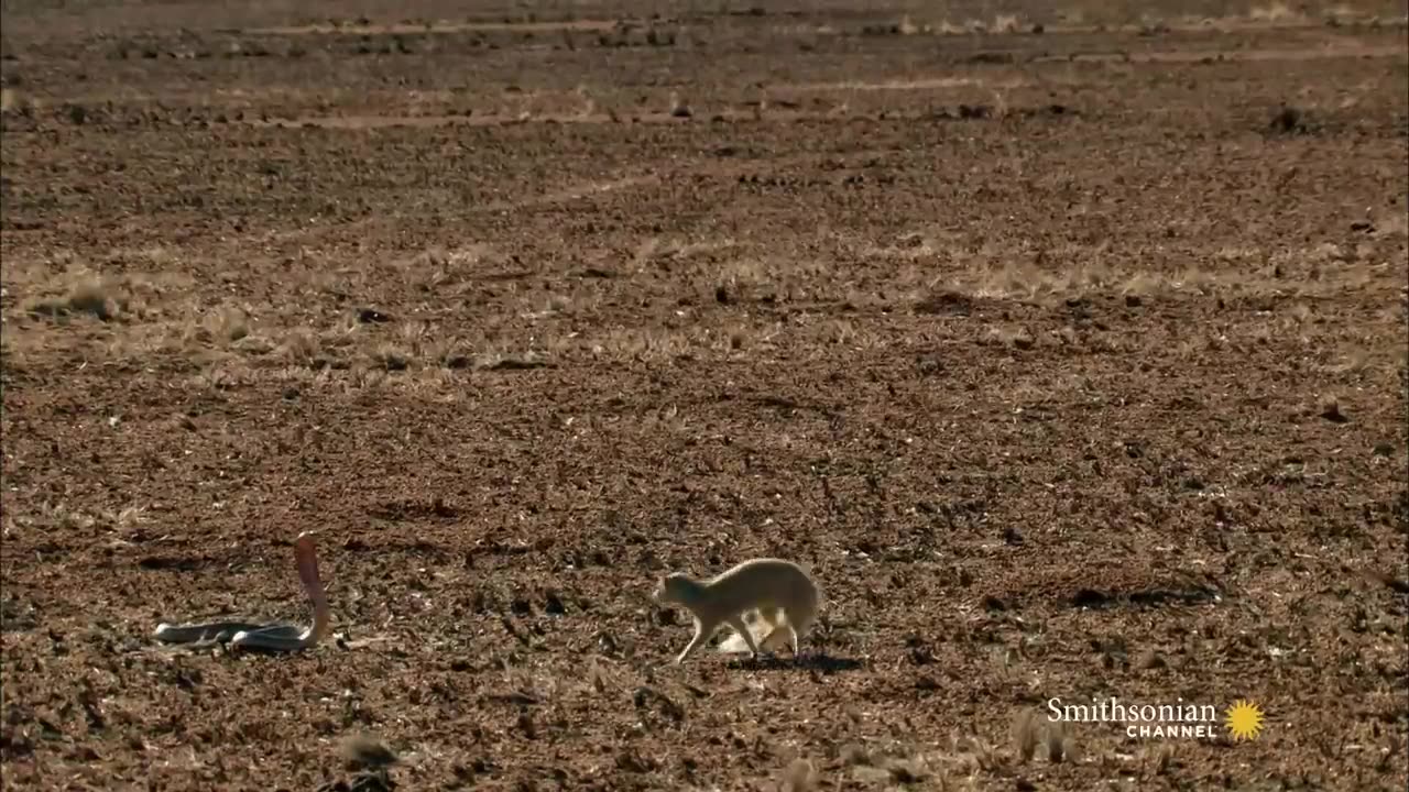 mongoose vs Cobra battle of survival