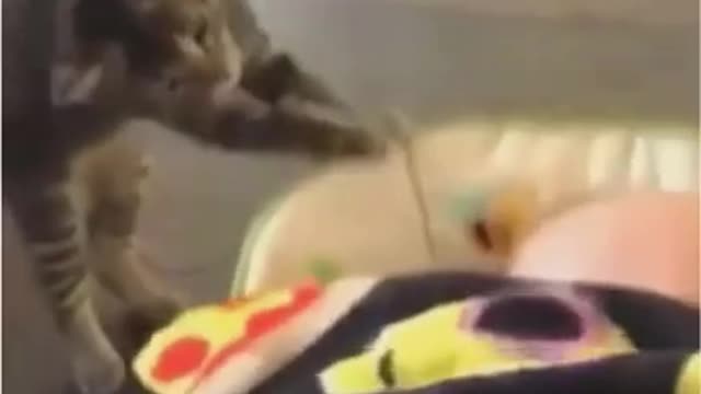 Try Not To Laugh - funny and cute cats - 😻 2021