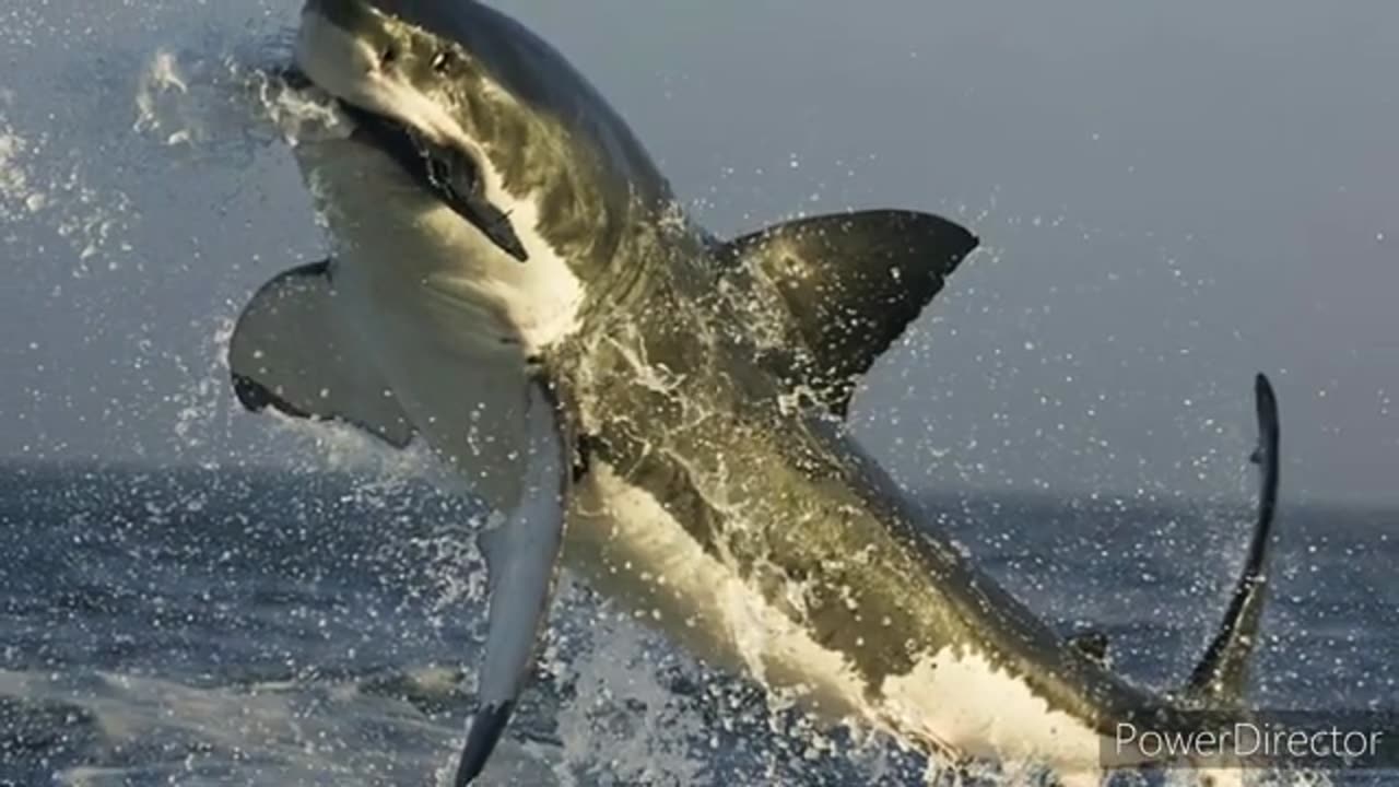 БЕЛАЯ АКУЛА🦈САМАЯ КРОВОЖАДНАЯ ИЗ КРУПНЕЙШИХ ХИЩНЫХ РЫБ|The White Shark is the Most Bloodthistry🩸🦈