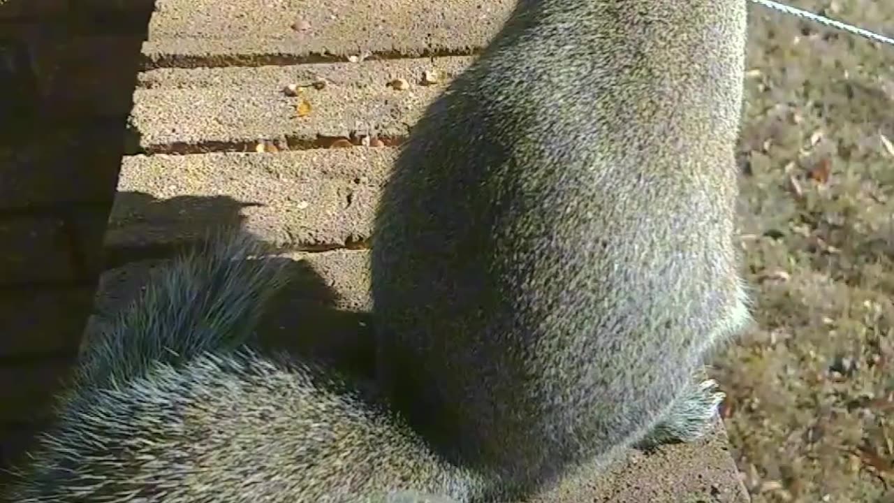 Feeding squirrel peanuts 🥜🐿️