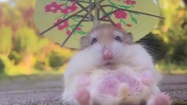 Dress-up mouseš„°