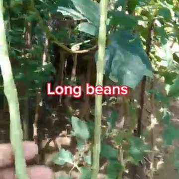 Vegetables Garden/Healthy food