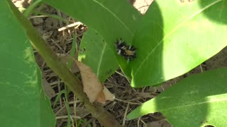 182 Toussaint Wildlife - Oak Harbor Ohio - Leaf Hopping Tussock Caterpillar