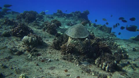 Awesome view on under the sea