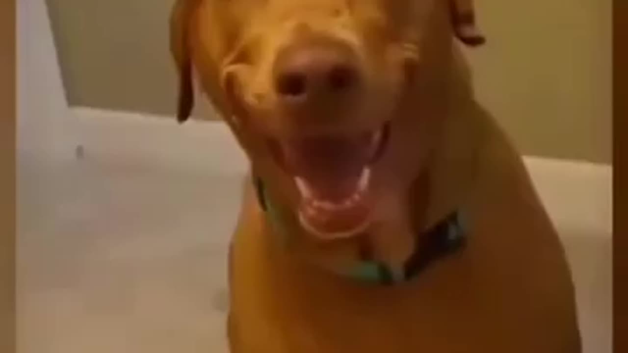 Funny 🤣 dogs video try not to laugh 😂