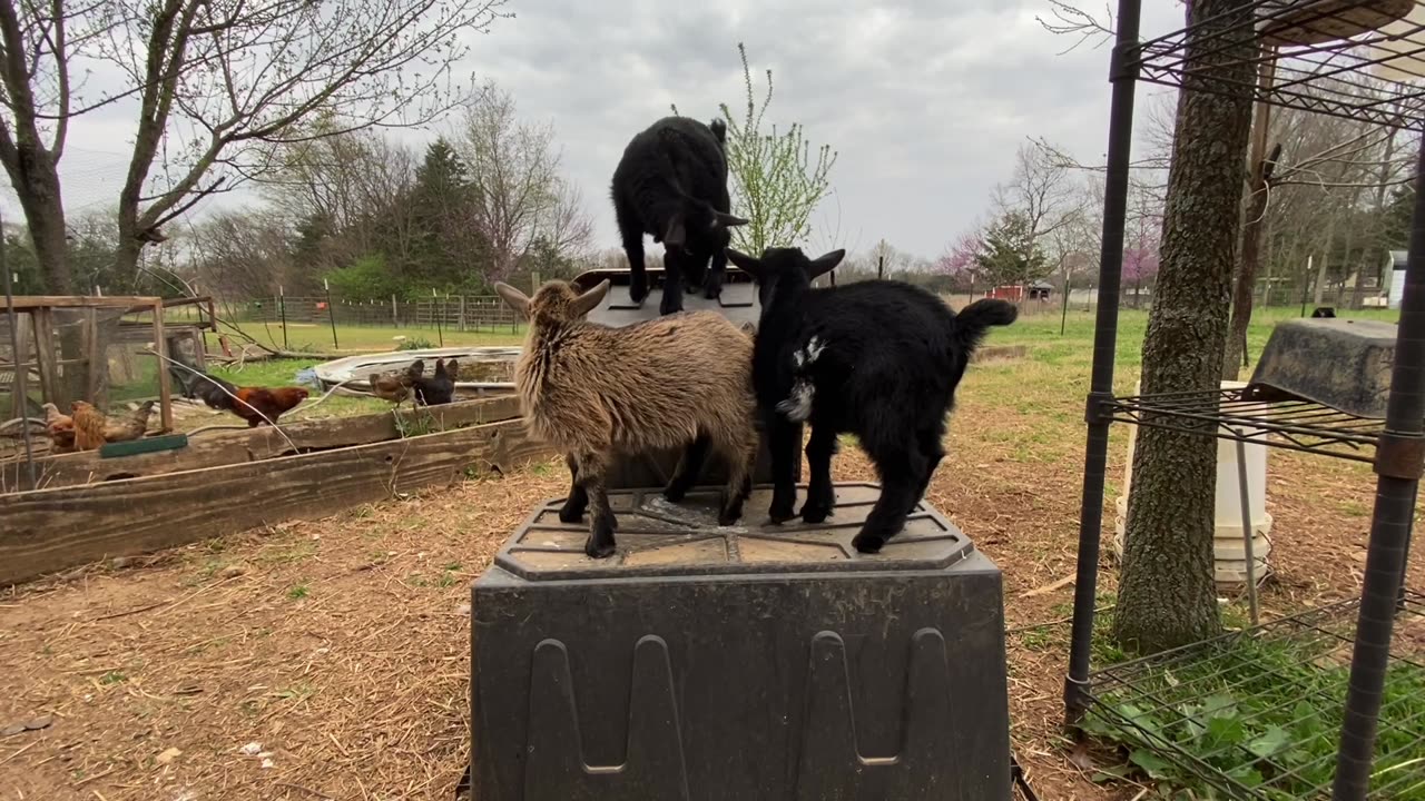 7-week old Pygmy/Nigerian Dwarf goats playing