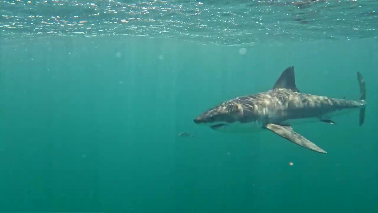 Great White Shark Encounter