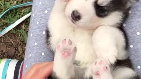 Cute dog is afraid of tickling