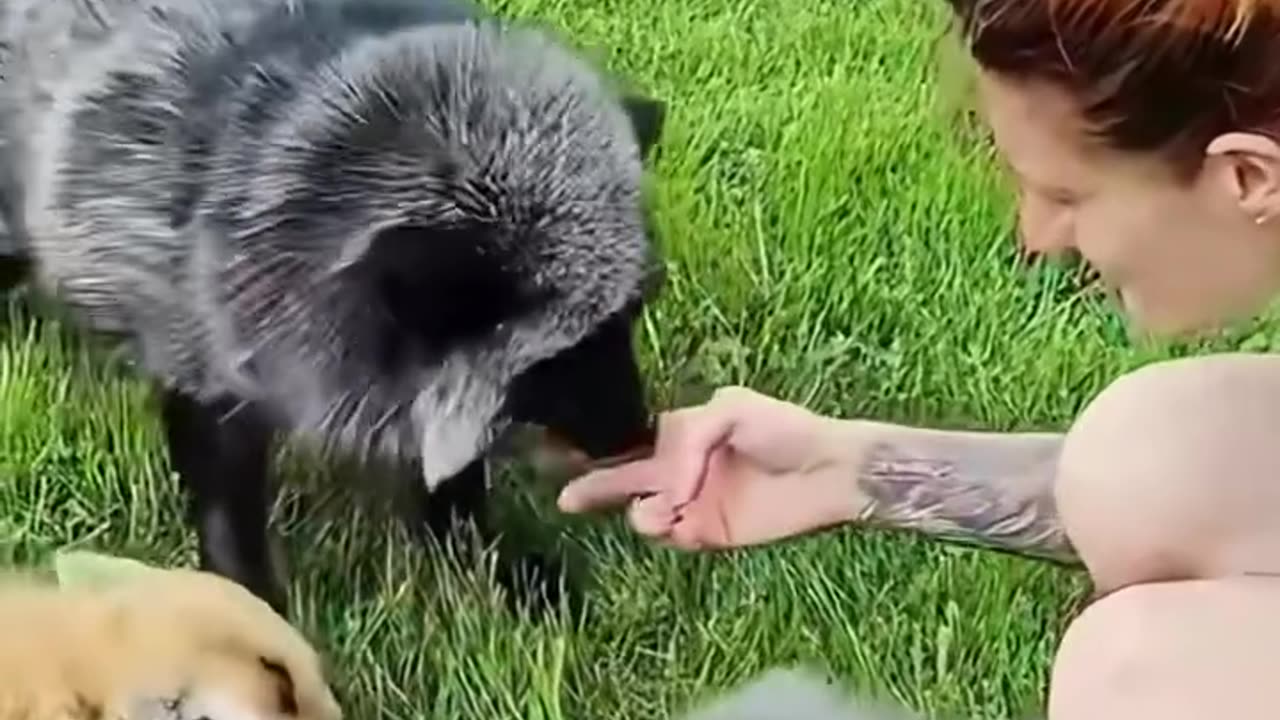 She rescued a baby fox