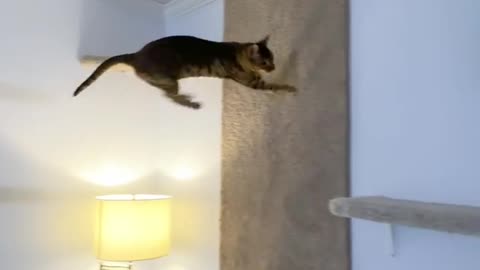 Jumping Cat on wall 🐈