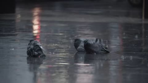 sight of pigeons calmly resting in the rain during a storm