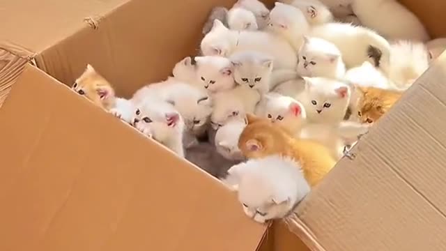 A box of kittens 😍😍😍