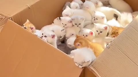 A box of kittens 😍😍😍