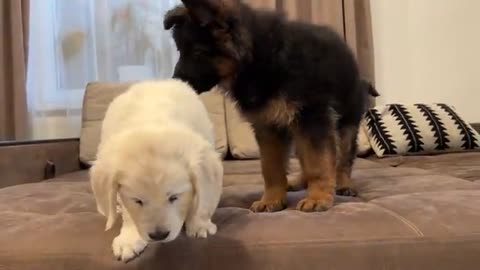 German Shepherd Puppy Meets Golden Retriever Puppy for the First Time!