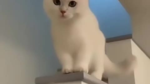 Funny Cats