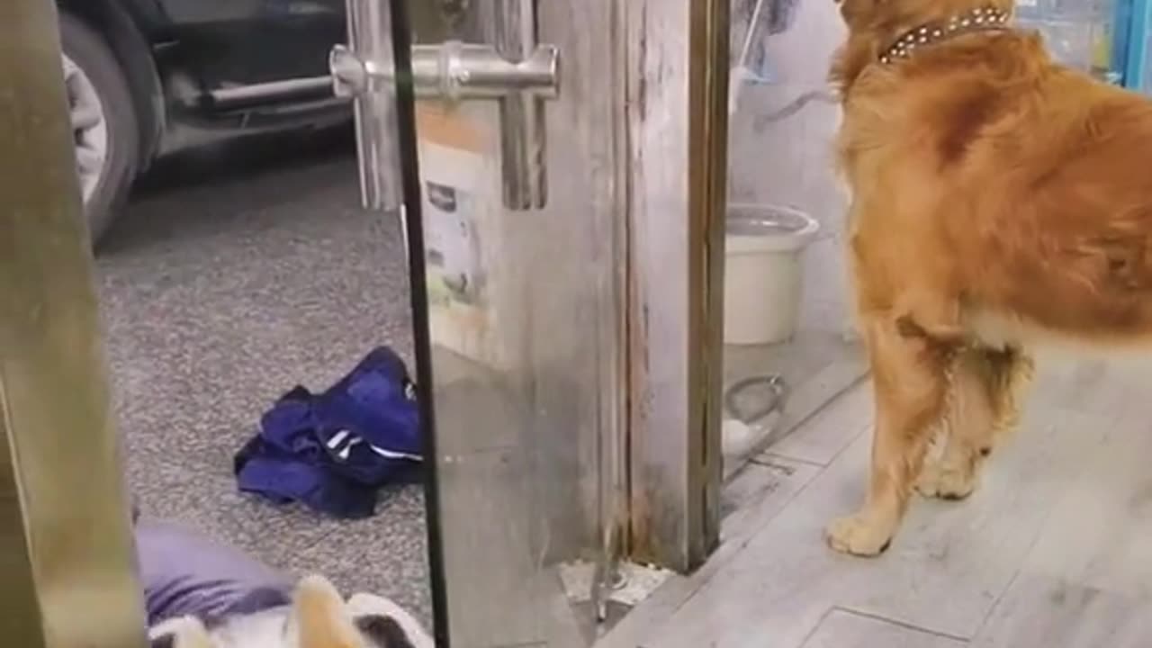 Corgi: Wait. I'll Take a ship of water first 🤣🤣🤣funniest viral video