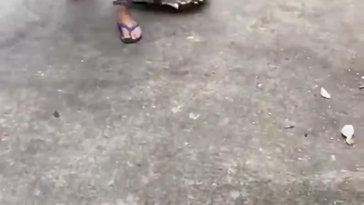 Funny crocodile🤣🤣