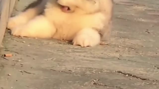 Funny animal video #1