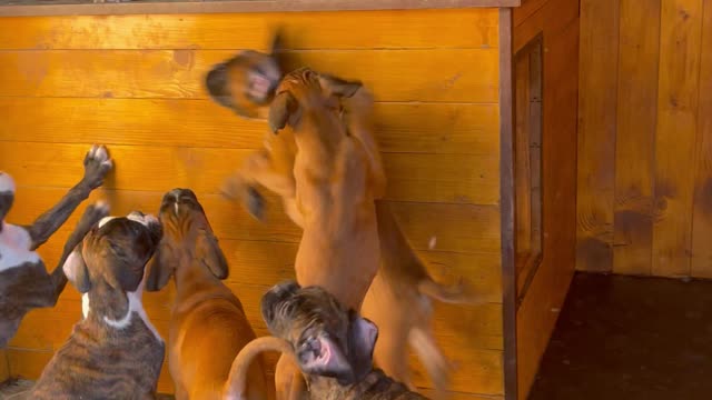 Boxer Mama Toys with Pups From on Top of Dog House