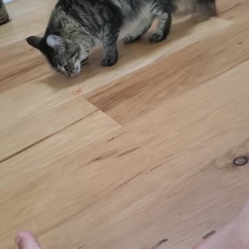 Cat eats flaming hot Mac n cheese