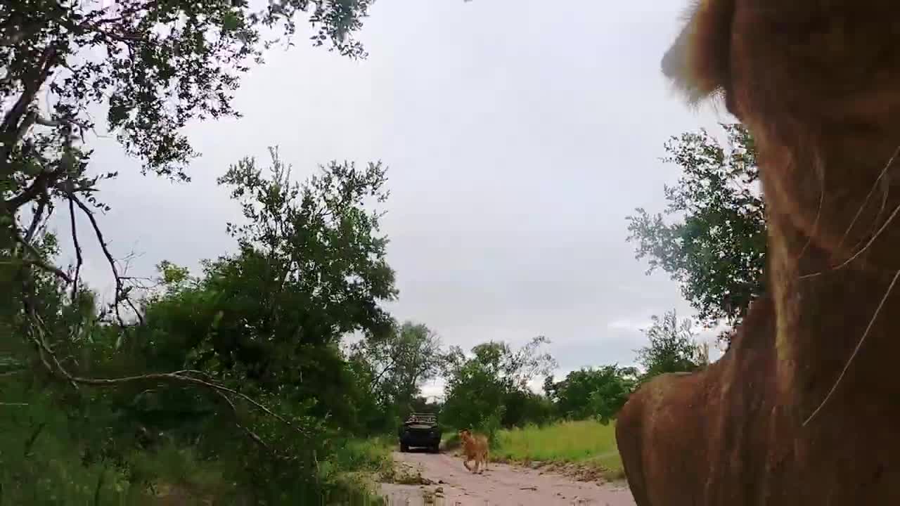 GoPro Awards_ Lion Steals Camera