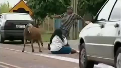 Funny video
