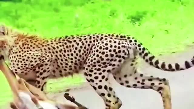 The cheetah enticed the mother antelope with a baby antelope