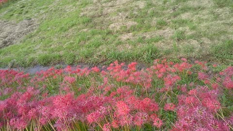 cluster amaryllis