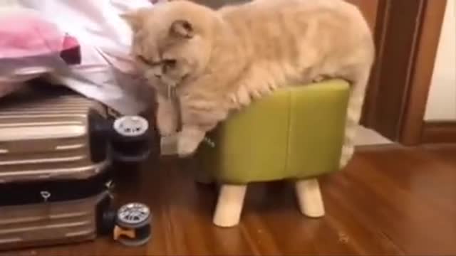 Cat fun with humen
