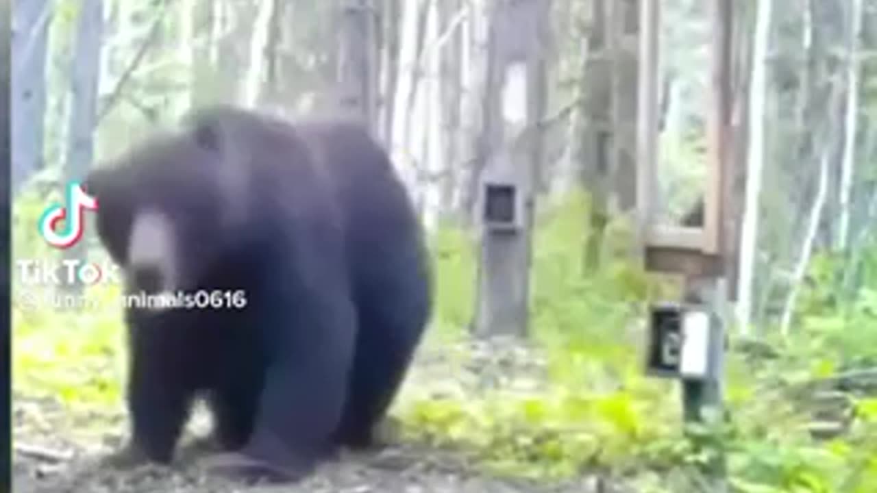#funy_animmals