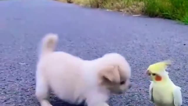 Puppy and parrot playing