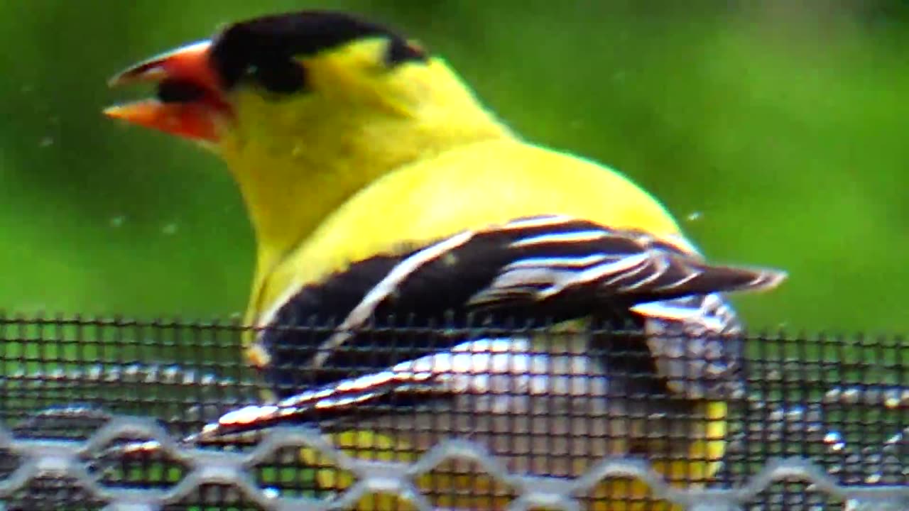 Goldfinches