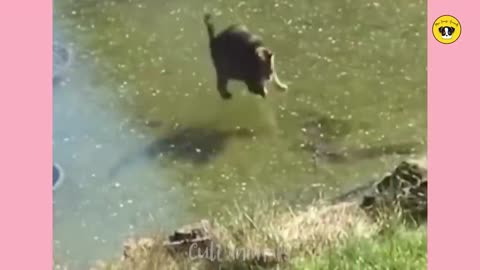 Amusing Animal Antics: Hilarious Dogs, Cats and More in Funny Animal Video