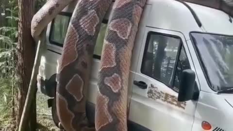 Snake over the mini bus