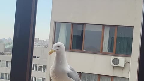 Cat and Seagull Have Beef Through Window