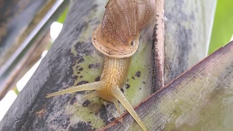 Snail Molluscum Nature Shell Animal Antennas Slow