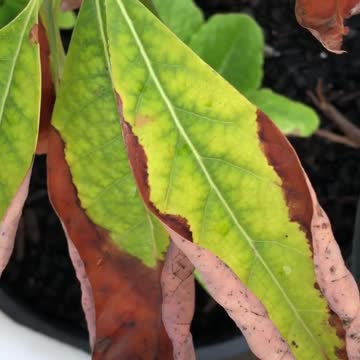 Infection avocado plant Unbelievable