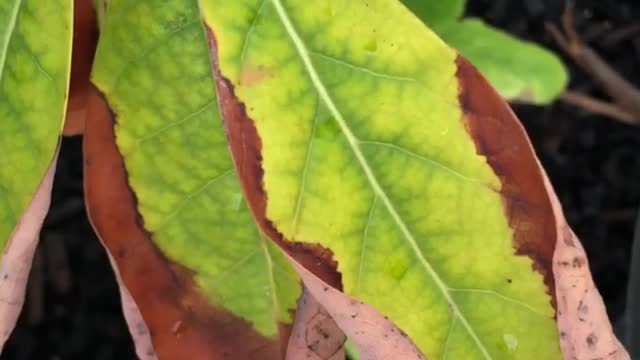 Infection avocado plant Unbelievable