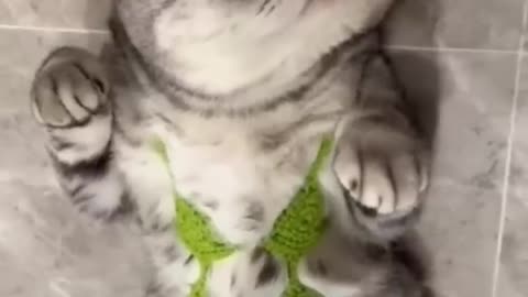 Very little cats video. | New funny cats tiktok video