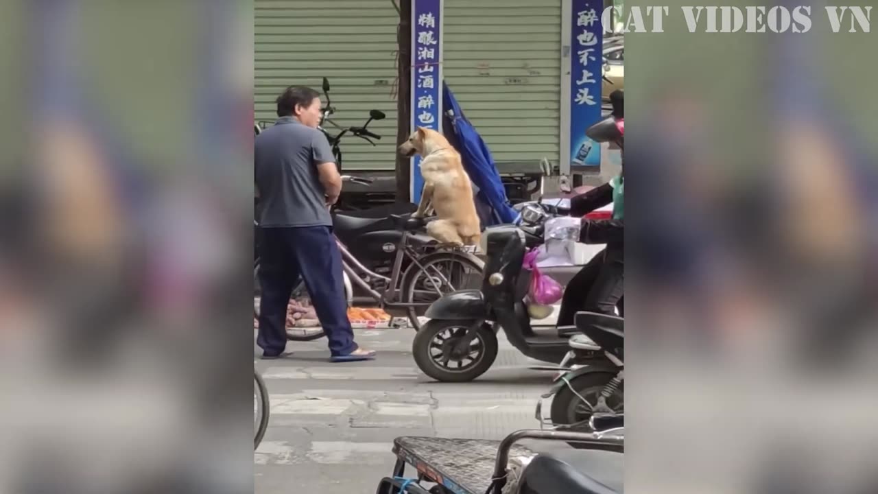 Funniest Cats and Dogs Compilation | Best Funniest Video 2023 | Funny Animal Videos