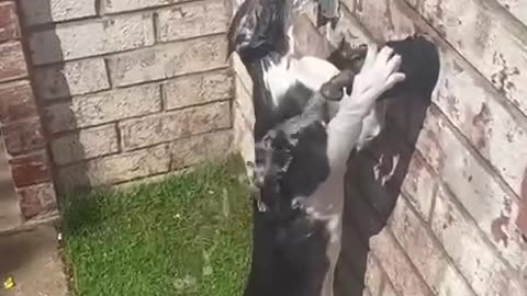 THIS CAT HERE CAN’T HANDLE THE HEAT